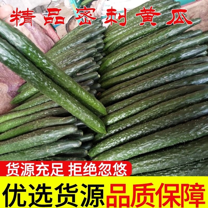 【精选】河北精品黄瓜电商供应实力代办鲜货批发量大优惠