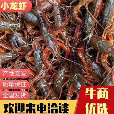 江苏小龙虾新品小龙虾自家基地对接餐饮饭店长期供应