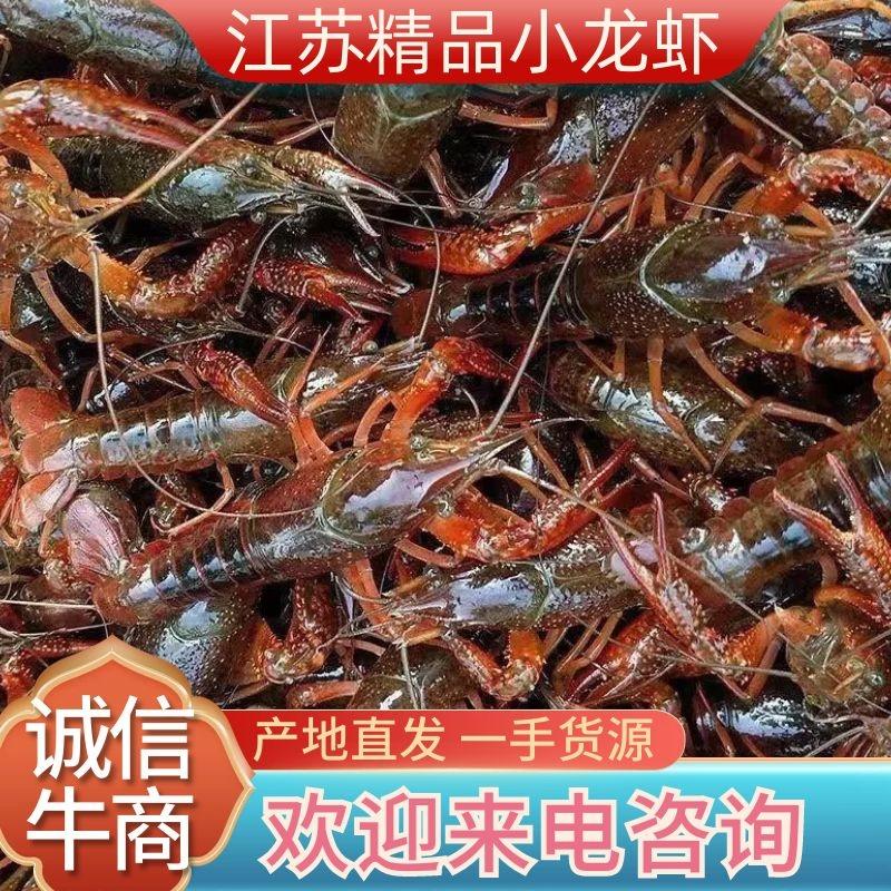 江苏清水小龙虾精品小龙虾活体虾青中红水产批发自有基地直发