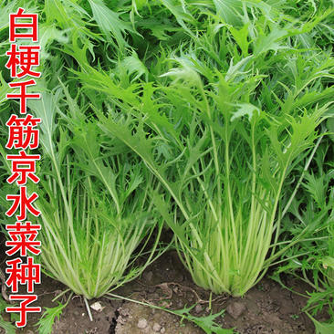 白梗千筋京水菜种子日本引进京水菜种子耐寒耐抽薹春秋蔬