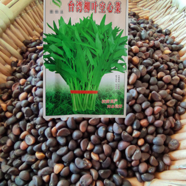 空心菜籽种种子水上四季菜苗散装批发蔬菜空心菜种籽种孑