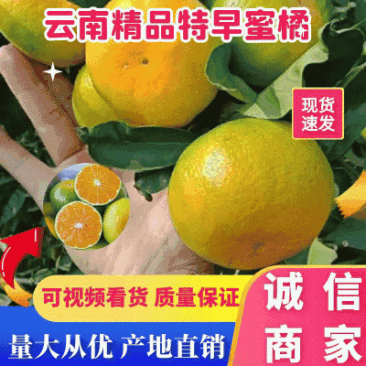 云南蜜橘特早蜜橘个大皮薄口感甜一手货源可视频看货