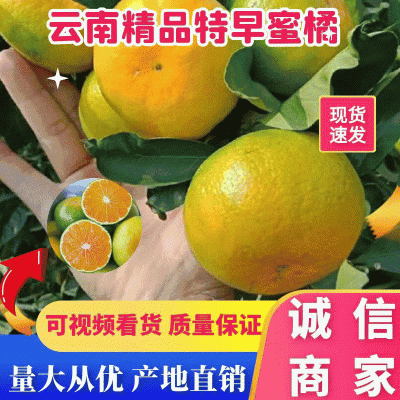 云南蜜橘特早蜜橘个大皮薄口感甜一手货源可视频看货