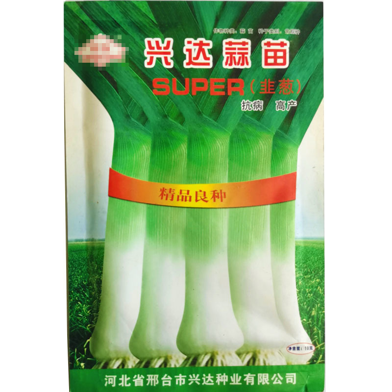 韭葱种种子青蒜苗扁叶葱洋蒜苗西蒜海蒜大蒜苗