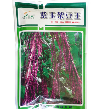 紫玉架豆王种子早熟高产抗病紫豆角春秋播