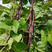 紫玉架豆王种子早熟高产抗病紫芸豆紫豆角蔬菜籽春秋播
