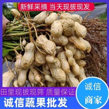 【热销】湖北精品新鲜花生大量上市现拔现筛质量保证