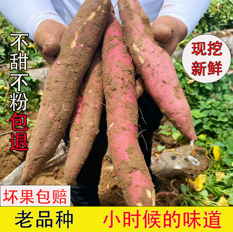 正宗陕西板栗红薯诚邀电商合作产地大量货源