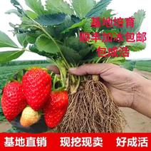 【顺丰】妙香草莓苗红颜随珠草南北方种植优质脱毒苗现挖现发