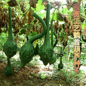 鹤首葫芦种子狼牙锤硬葫芦工艺葫芦结果多新种子