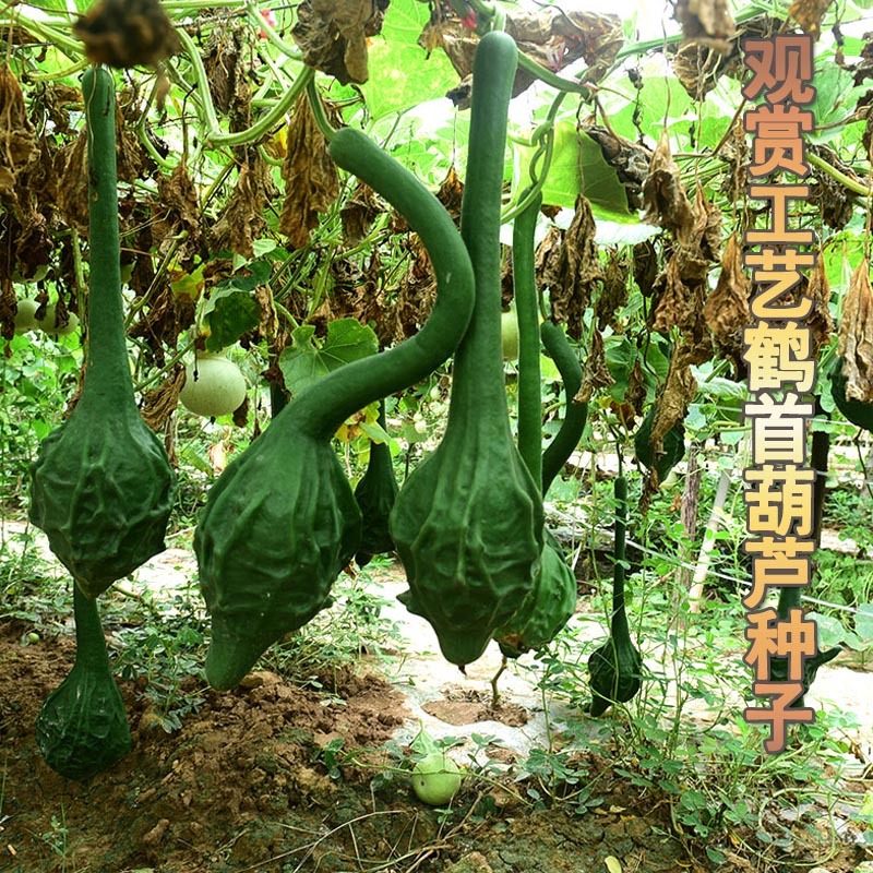 鹤首葫芦种子狼牙锤硬葫芦工艺葫芦结果多新种子