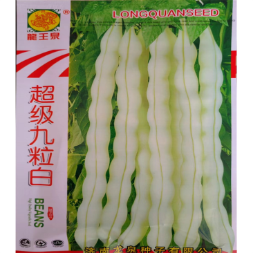 九粒白芸豆种子孑摘不败超级九粒白高产四季抗病山东老来少