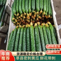 新鲜密刺黄瓜精品中条瓜代收代发全国各地
