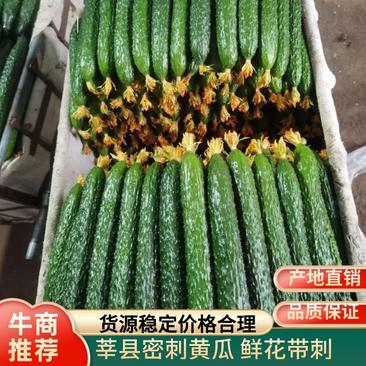 新鲜密刺黄瓜精品中条瓜代收代发全国各地