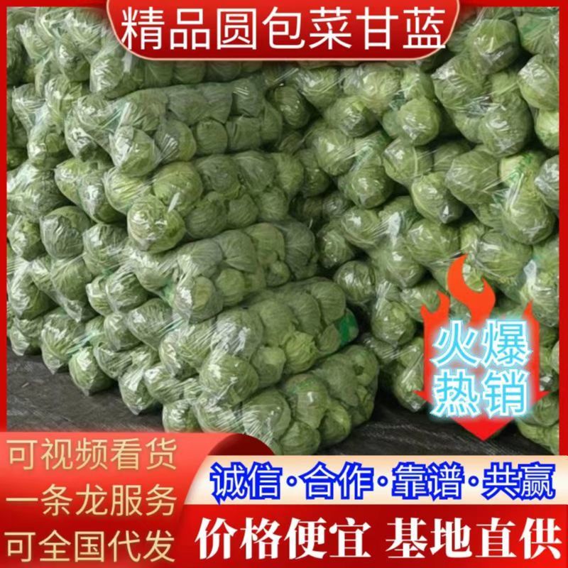 精品甘蓝包菜直供商超批发市场，各种包装，量大从优，电商货