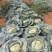 京丰一号包菜甘蓝扁包菜对接商超批发市场脱水厂产地直发
