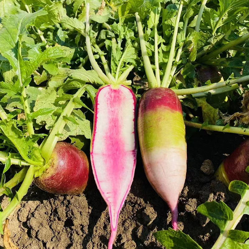 冰激凌甜心水果萝卜种子甜脆型糖心紫皮萝卜种孑春秋蔬菜种籽