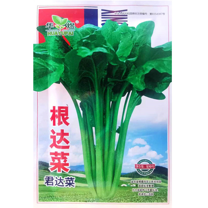 根达菜种子牛皮菜莙荙君达菜种籽易种四季播阳台种菜
