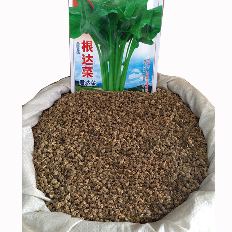 根达菜种子牛皮菜莙荙君达菜种籽易种四季播阳台种菜