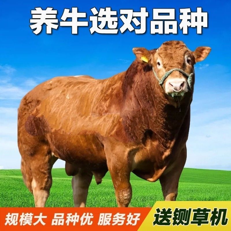 育肥牛犊西门塔尔牛手续齐全厂家直供免费送货