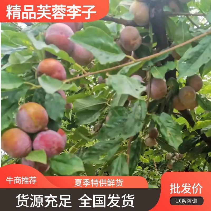 小芙蓉李子青脆李子量大价优欢迎进店咨询选购