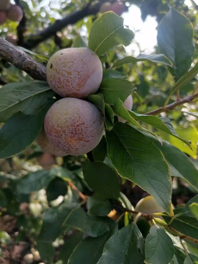 小芙蓉李子青脆李子量大价优欢迎进店咨询选购