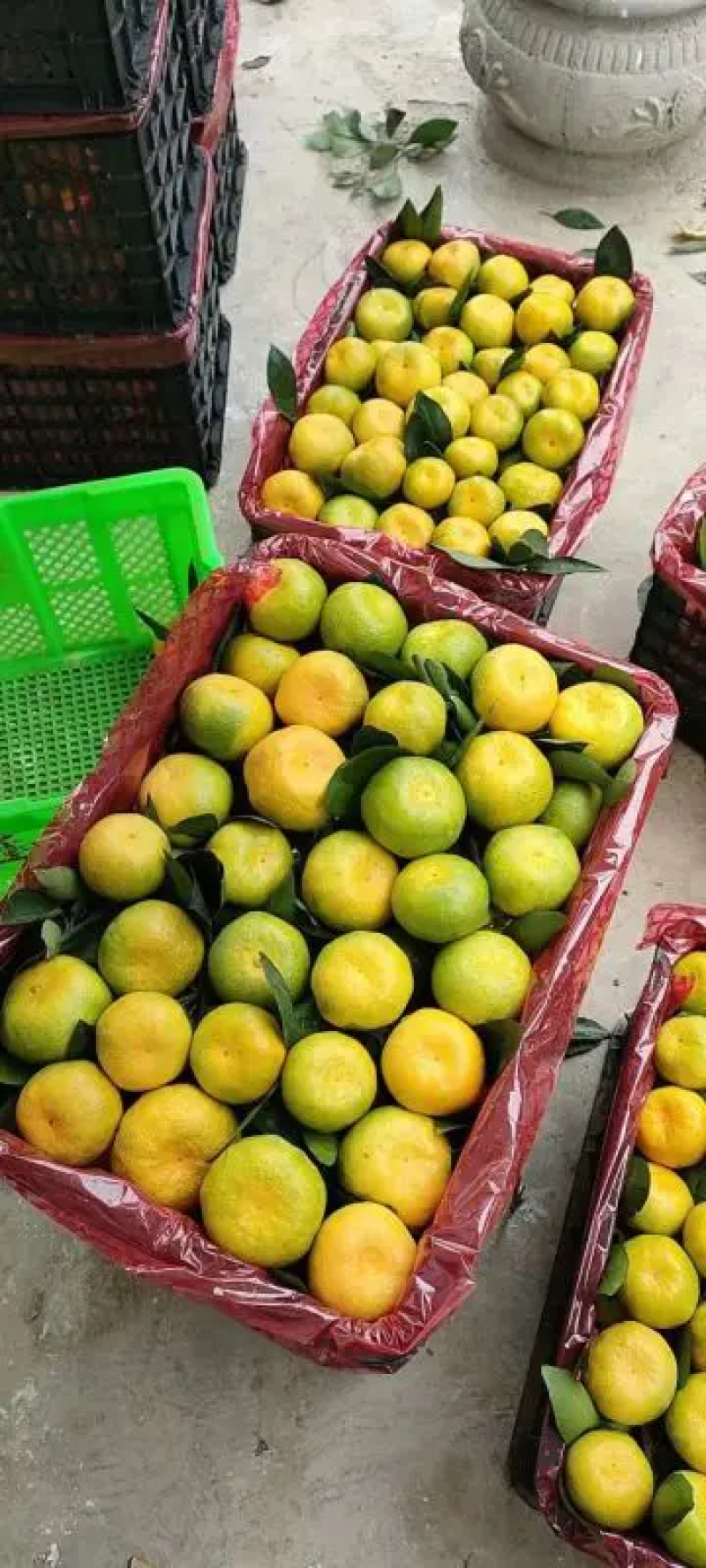 蜜橘湖北蜜橘柑桔优质货源一手批发价全国发货价格实惠
