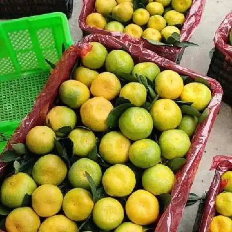 蜜橘湖北蜜橘柑桔优质货源一手批发价全国发货价格实惠