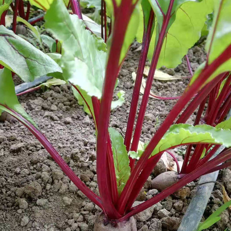紫菜头甜菜根种子红根甜菜籽红菜头红心甜菜根露天基地种