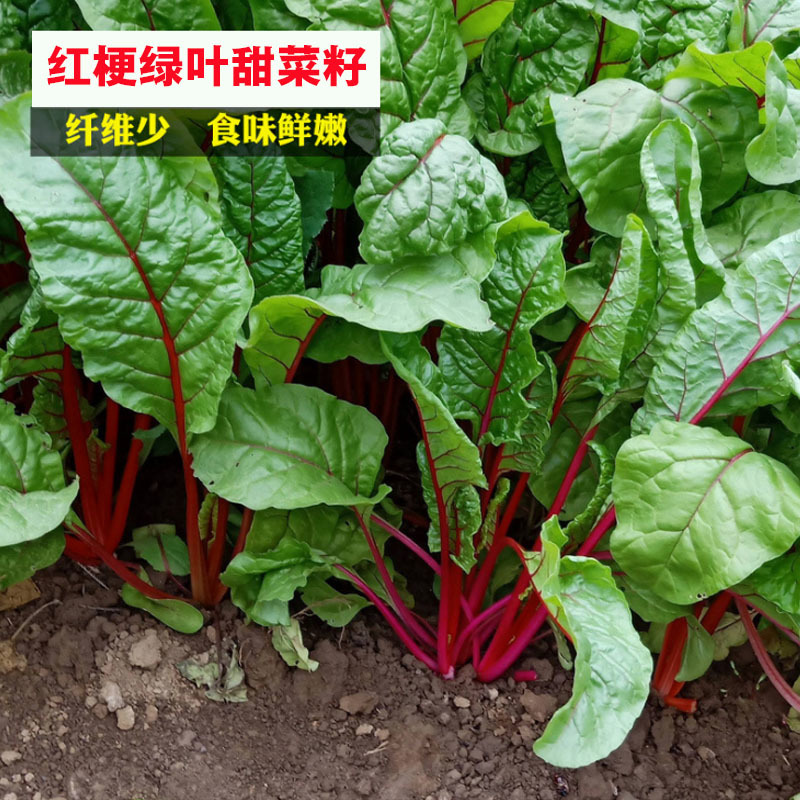 紫菜头甜菜根种子红根甜菜籽红菜头红心甜菜根露天基地种