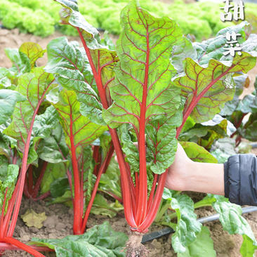 紫菜头甜菜根种子红根甜菜籽红菜头红心甜菜根露天基地种