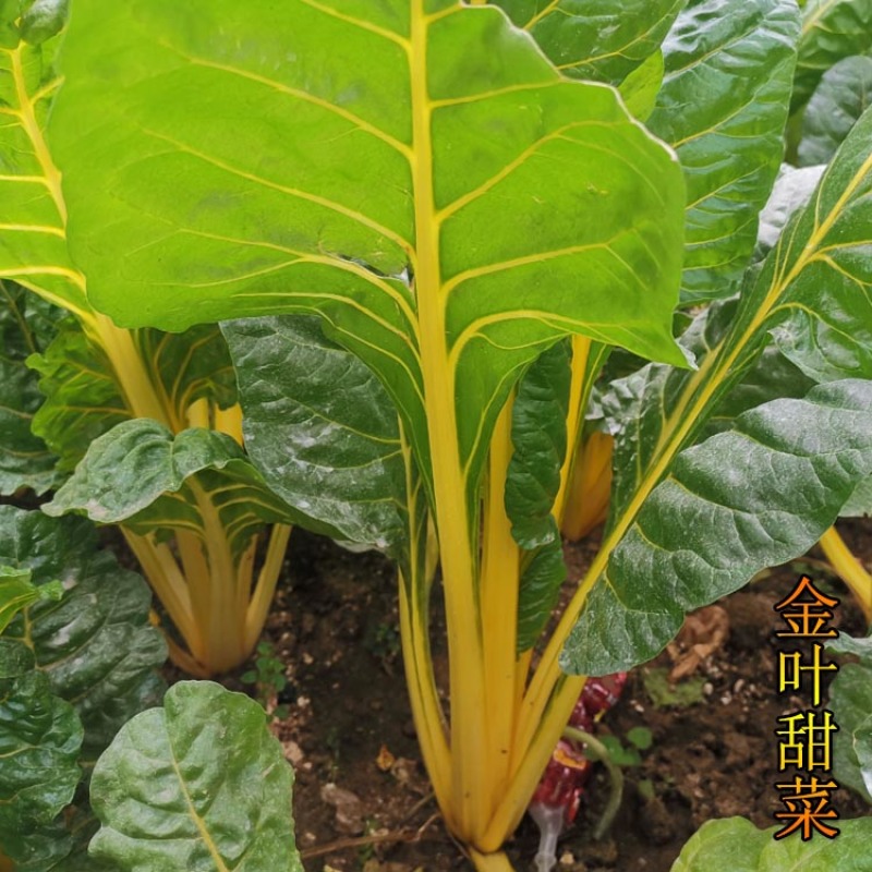 叶甜菜种子黄叶甜菜种子观赏特色蔬菜种子黄梗叶甜菜种