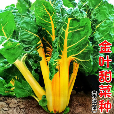 叶甜菜种子黄叶甜菜种子观赏特色蔬菜种子黄梗叶甜菜种