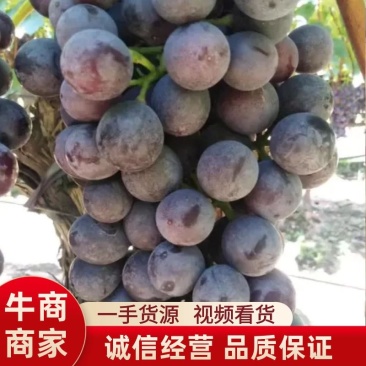 【精选】万亩精品夏黑葡萄夏黑个头均匀代办代发鲜货供应