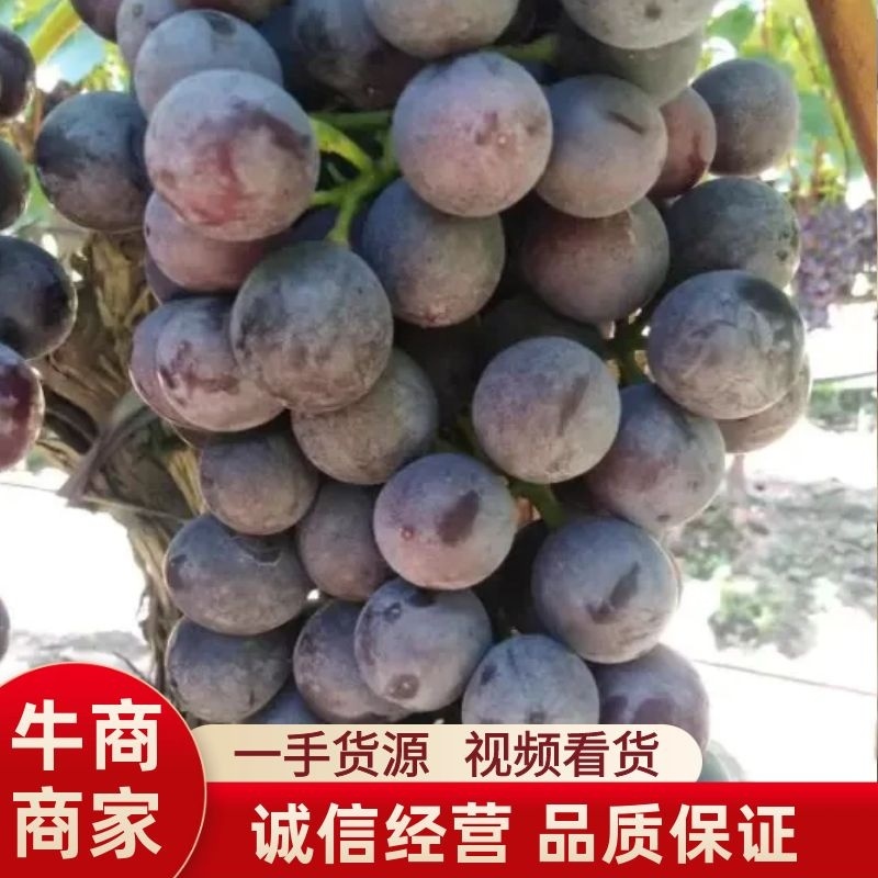 【精选】万亩精品夏黑葡萄夏黑个头均匀代办代发鲜货供应