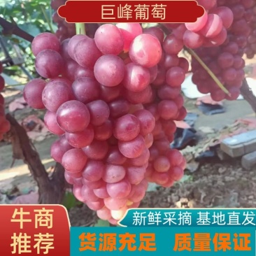 【精选】万亩精品巨峰葡萄巨峰个头均匀代办代发鲜货供应