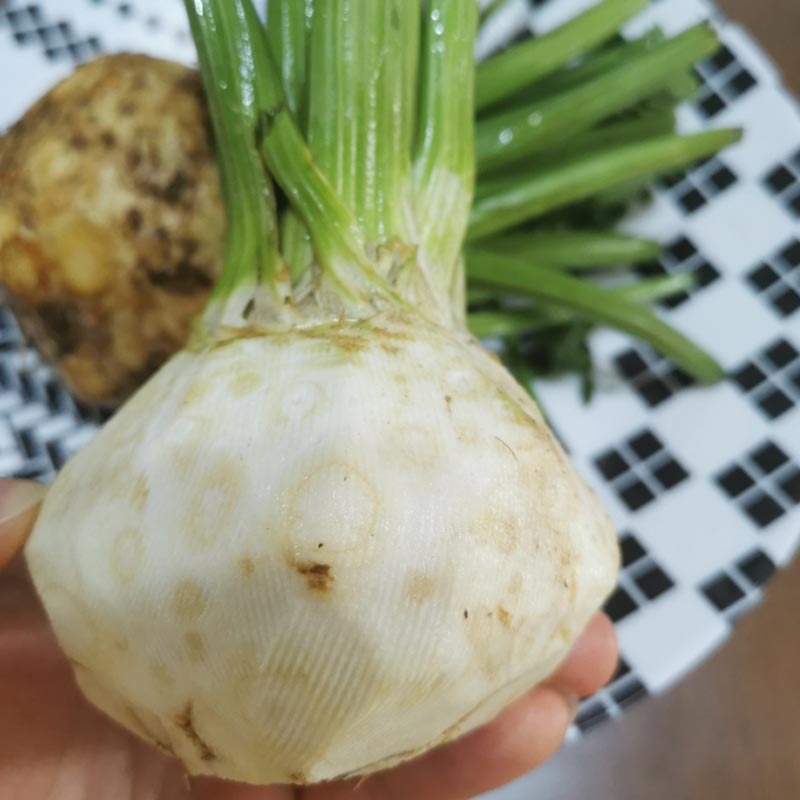 根芹种籽根芹种子芹菜块芹芹菜根根洋芹球根塘