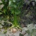 根芹种籽根芹种子芹菜块芹芹菜根根洋芹球根塘