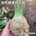 根芹种籽根芹种子芹菜块芹芹菜根根洋芹球根塘