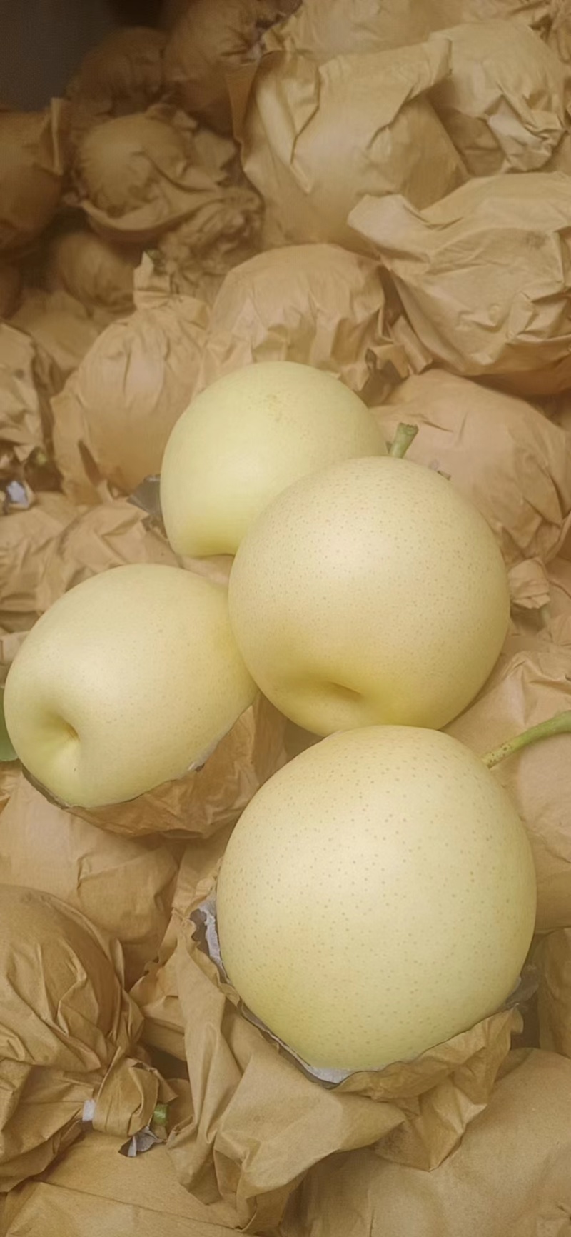 【河北黄冠梨】大量现货，欢迎客户洽谈合作诚信经营