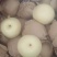 【河北黄冠梨】大量现货，欢迎客户洽谈合作诚信经营