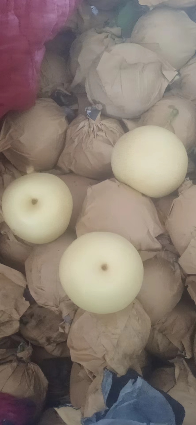 【河北黄冠梨】大量现货，欢迎客户洽谈合作诚信经营