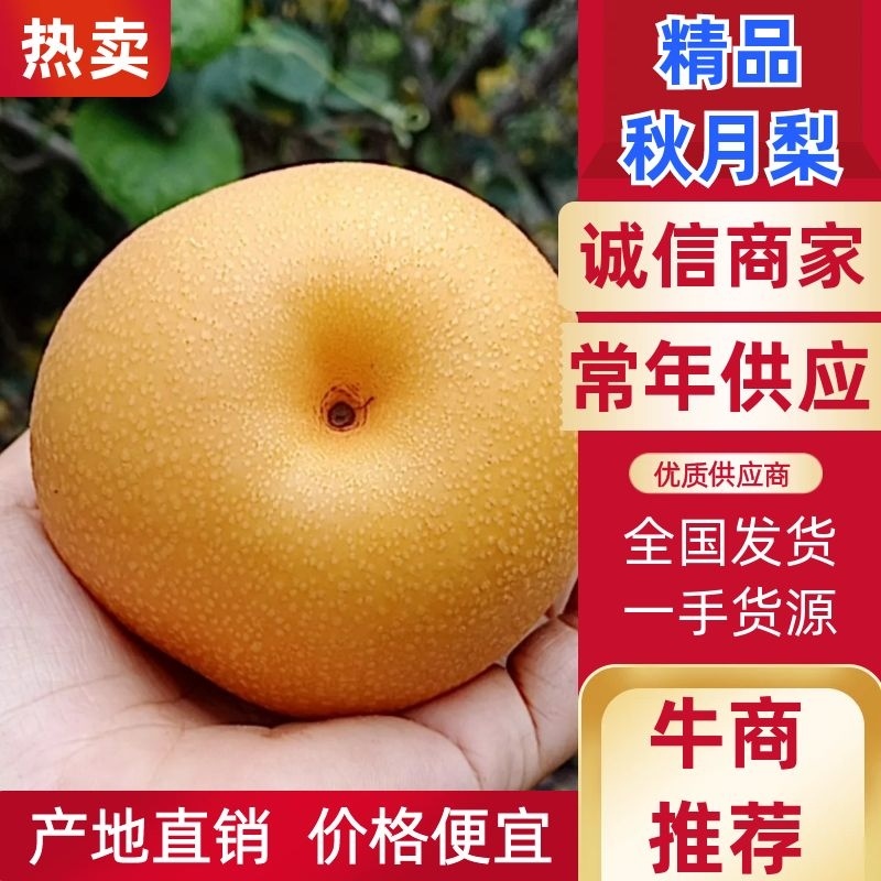 《秋月梨》水分足果色好河北产地现发欢迎进店联系