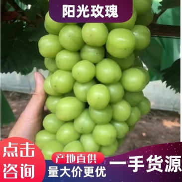 【精品】湖南澧县阳光玫瑰葡萄质量保证欢迎采购