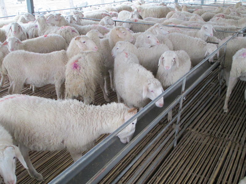 小尾寒羊纯种小尾寒羊手续齐全厂家直供免费送货