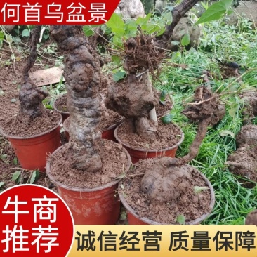 何首乌盆景，基地直发，易种植，质量保证，欢迎进店联系