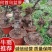 何首乌盆景，基地直发，易种植，质量保证，欢迎进店联系