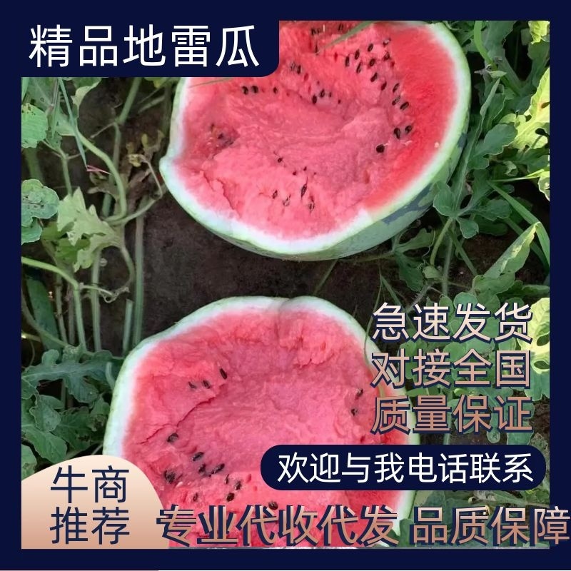 【实力供货商】东北地雷西瓜庆红999大量上市基地直发保质