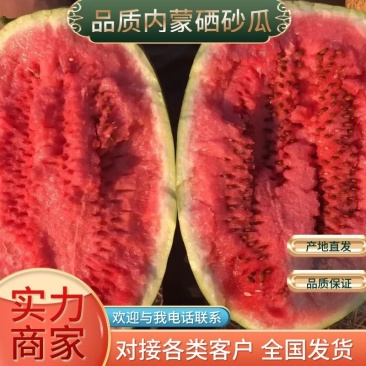 精品宁夏硒砂瓜大量上市，诚信代发全国各地和商超