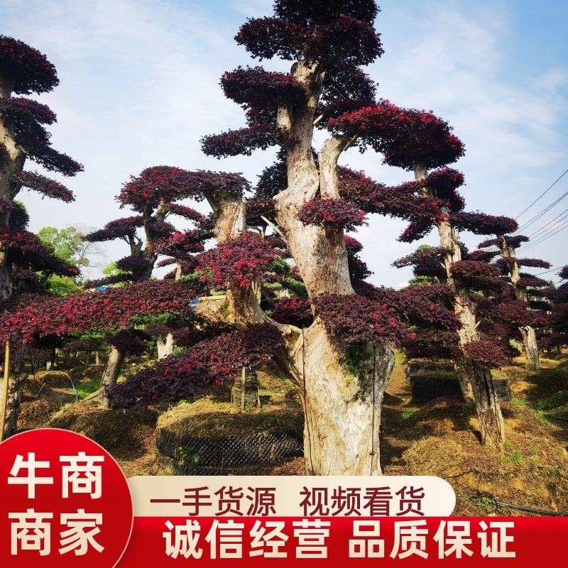 红花檵木桩景规格齐全基地直发视频看货品质保证